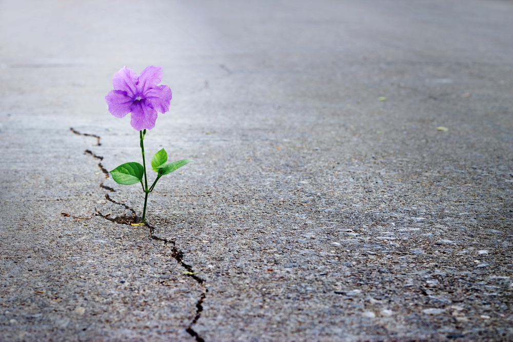Purple flower growing on crack street, soft focus, blank tex